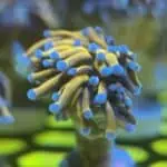 WYSIWYG NY Nicks Torch