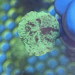 Kryptonite Mushroom