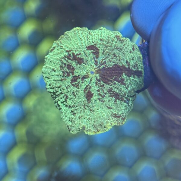 Kryptonite Mushroom