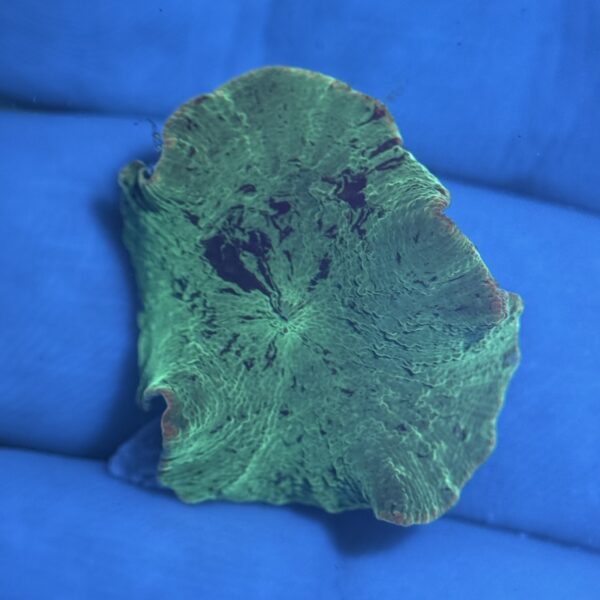 Kryptonite Mushroom - Image 3
