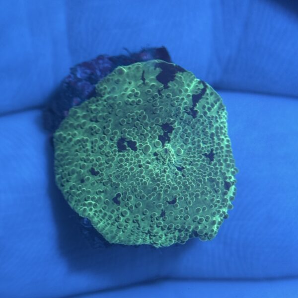 Kryptonite Mushroom - Image 2