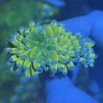 WYSIWYG Holy Grail Torch