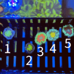 Rock Flower Anemones