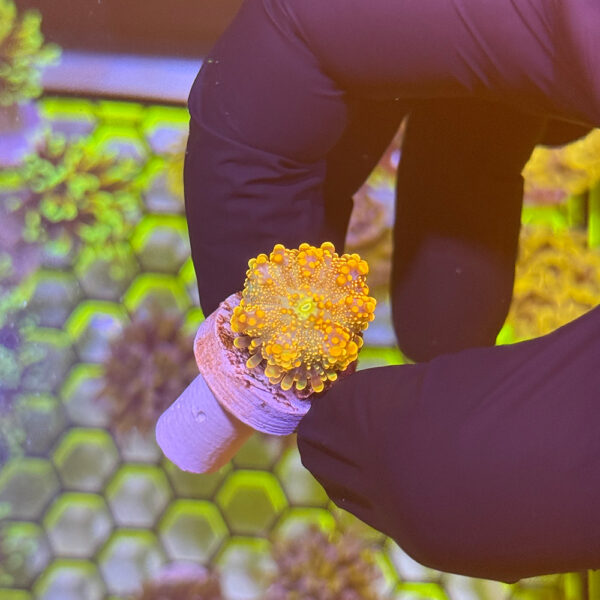 Sunfire Ricordea Mushroom - Image 2