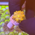 Sunfire Ricordea Mushroom