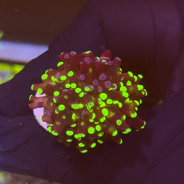 WYSIWYG Natural Grafted Frogspawn