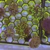 WYSIWYG Natural Grafted Frogspawn