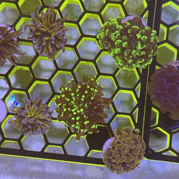 WYSIWYG Natural Grafted Frogspawn - Image 2