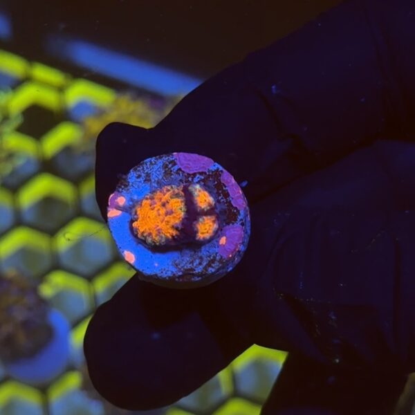 Lava Acan