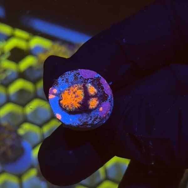 Lava Acan