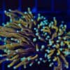 Mint Tip Gold Torch