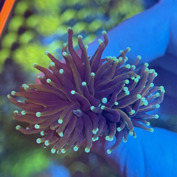 Mint Tip Gold Torch - Image 2