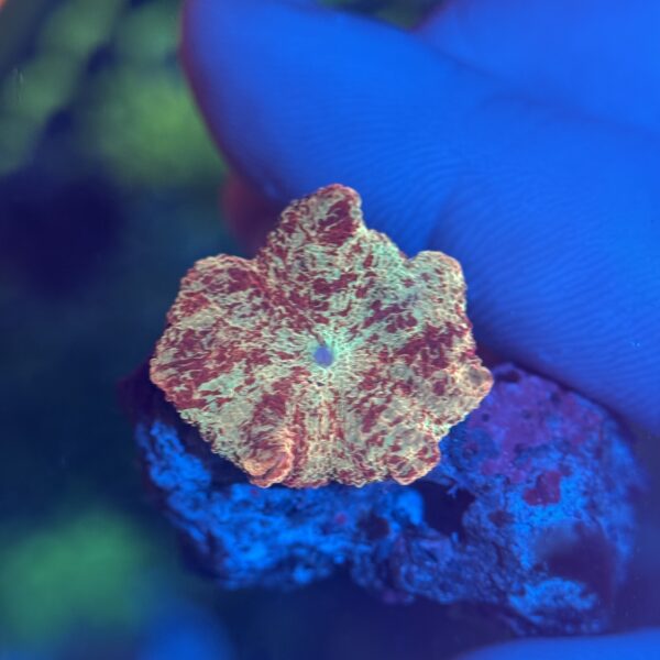 WYSIWYG Jawbreaker Mushroom - Image 2