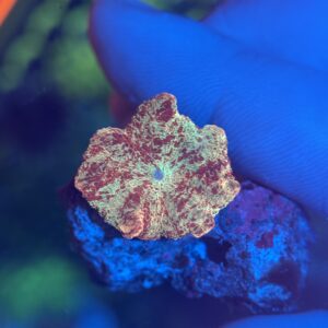 WYSIWYG Jawbreaker Mushroom