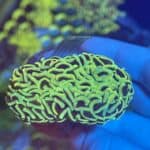 Green Walling Hammer