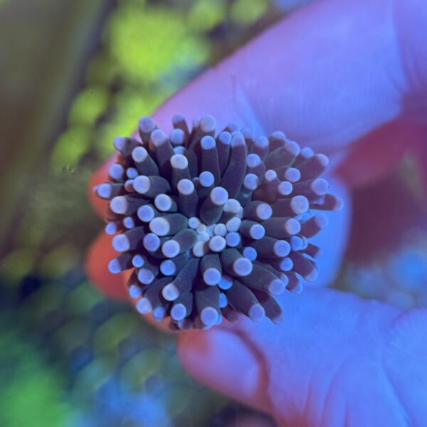 Dark Candy Torch