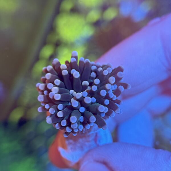Dark Candy Torch - Image 2