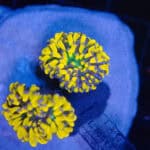 Banana Tiger Cristata