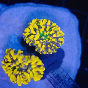 Banana Tiger Cristata