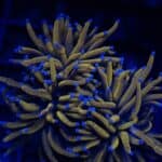 WYSIWYG 24k Gold Torch