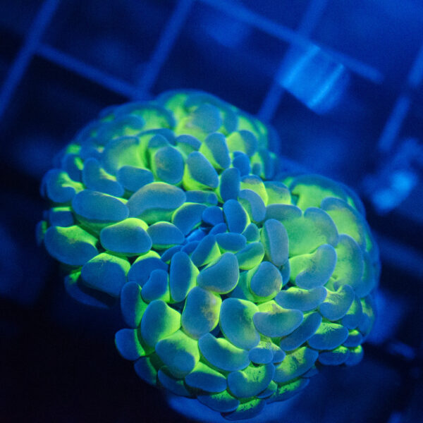 Ultra Hologram Hammer - Image 2