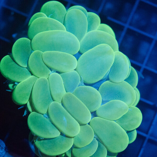 WYSIWYG Neon Green Bubble Coral