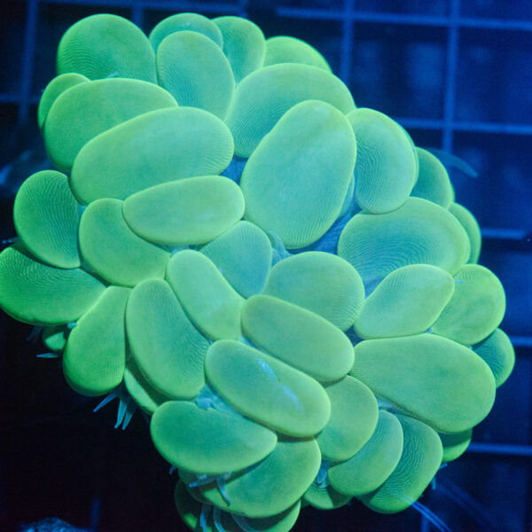 WYSIWYG Neon Green Bubble Coral - Image 3