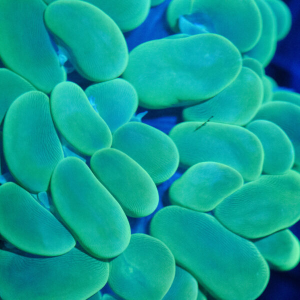 WYSIWYG Neon Green Bubble Coral - Image 2