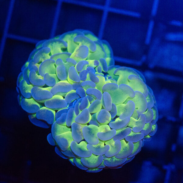 Ultra Hologram Hammer