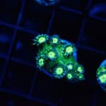 Headlight Goni Competition