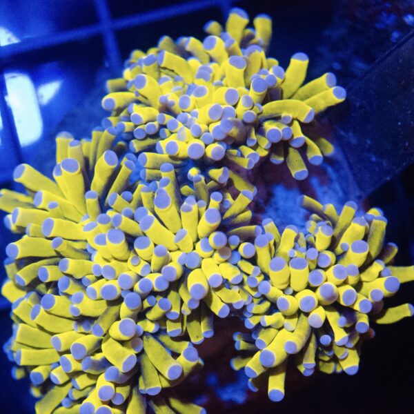 WYSIWYG Gold Cristata Colony - Image 2