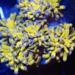 WYSIWYG Gold Cristata Colony