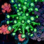 Headlight Goniopora Frag