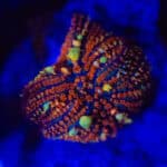 Forest Fire Bounce Mushroom