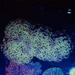 WYSIWYG XL Rainbow Walling Hammer Coral