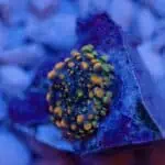 Godzilla Bounce Mushroom