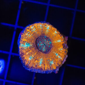 WYSIWYG Button Scoly - Tangerine Dream