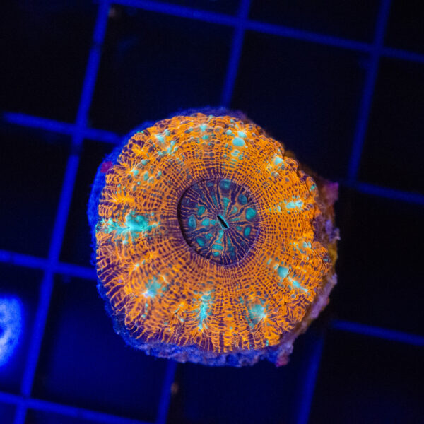 WYSIWYG Button Scoly - Tangerine Dream