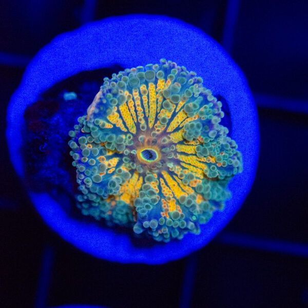 Lemon Halo Yuma