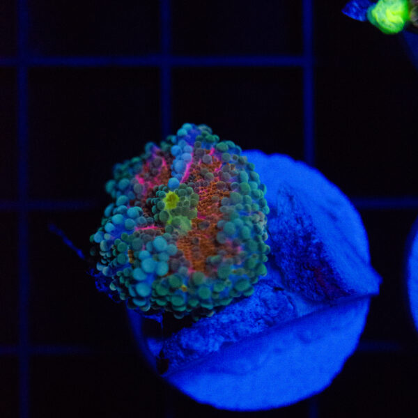Cosmic Tide Yuma - Image 2