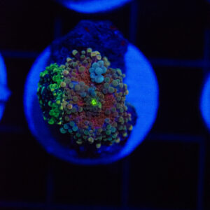 Cosmic Tide Yuma