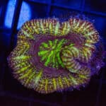 WYSIWYG Button Scoly - Golden Mirage