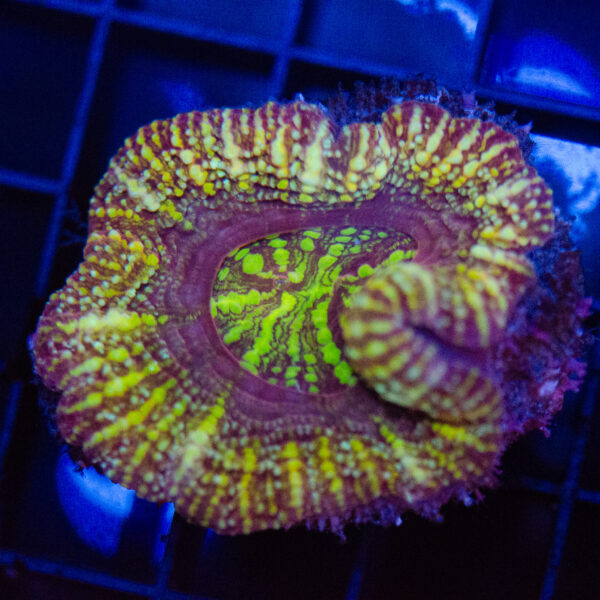 WYSIWYG Button Scoly - Golden Mirage - Image 2