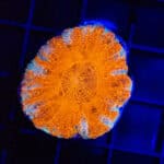 WYSIWYG Button Scoly – Citrus Burst