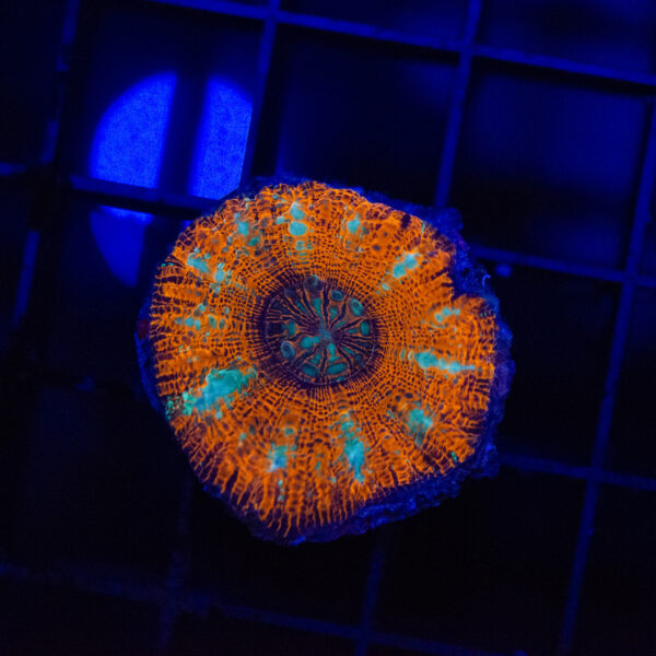 WYSIWYG Button Scoly - Tangerine Dream - Image 2