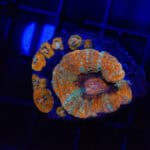 WYSIWYG Button Scoly - Burnt Horizon