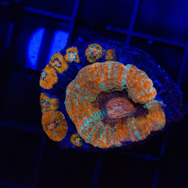 WYSIWYG Button Scoly - Burnt Horizon
