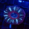 WYSIWYG Button Scoly – Glacier Ring