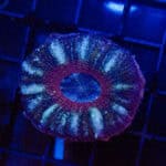 WYSIWYG Button Scoly – Glacier Ring