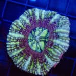 WYSIWYG Button Scoly – Solar Flare